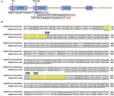 An Improved CRISPR/Cas9 System for Genome Editing in Populus by Using Mannopine Synthase (MAS) Promoter
